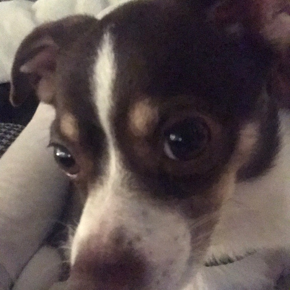 Meet your Posher, Suzanne